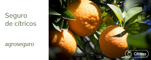 Agroseguro. Cítricos